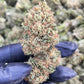 FRIDA 15.65% CBD Hemp Coalition Worldwide