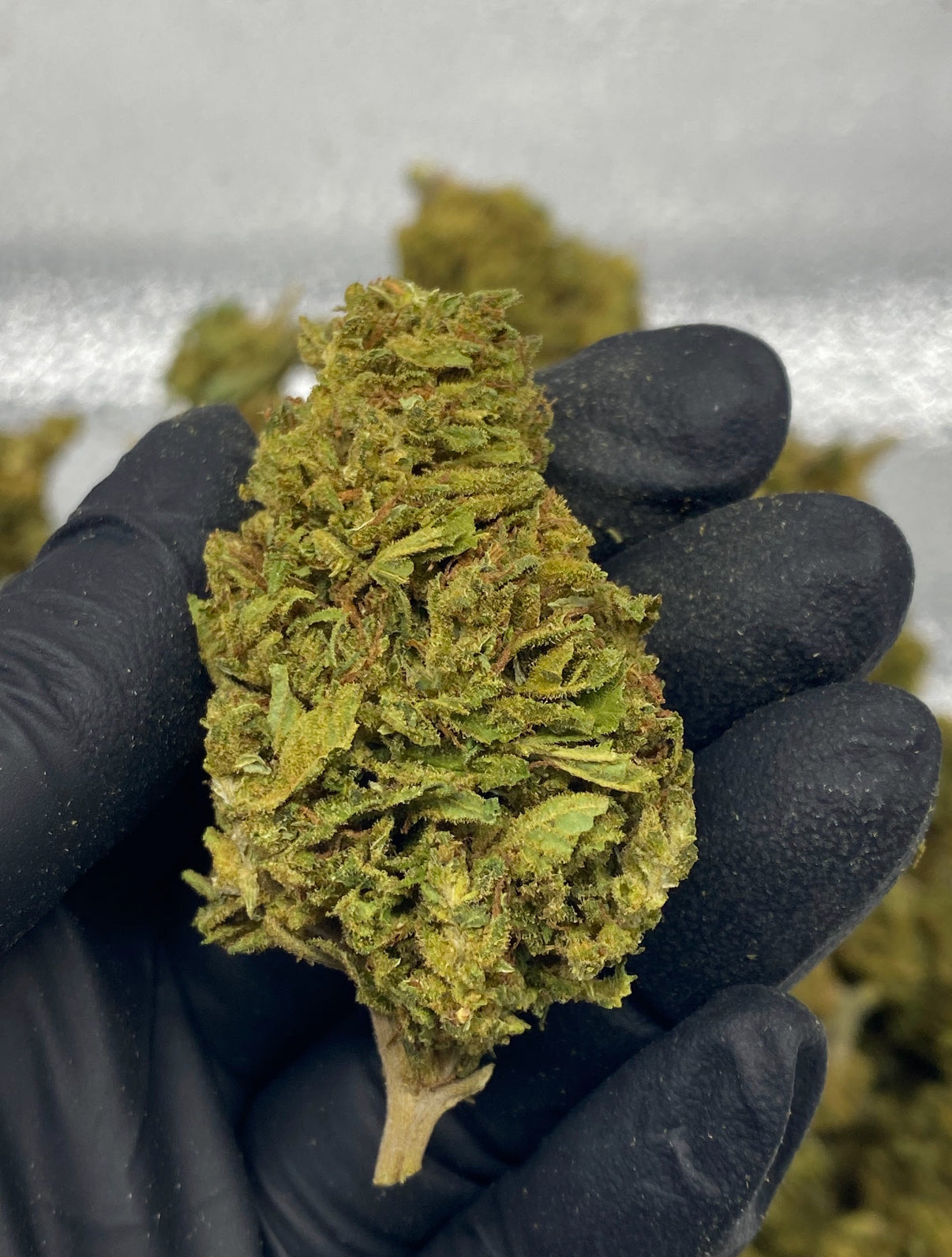 Early Trump 10.60% CBD Hemp Coalition Worldwide