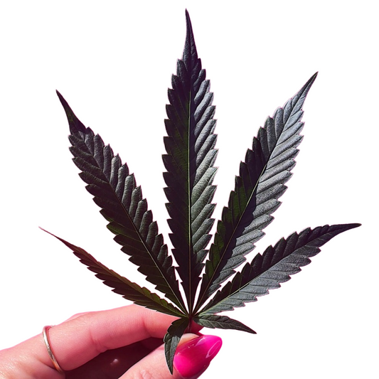 Fresh CBD Hemp Leaves — Craft, Rolling & Display Grade The Botanical Joint