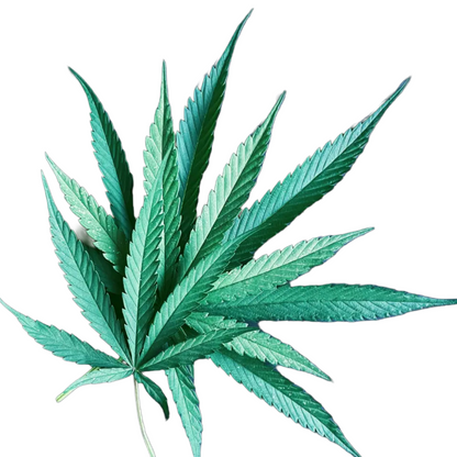 Fresh CBD Hemp Leaves — Craft, Rolling & Display Grade The Botanical Joint