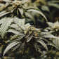 Orange Glaze Feminized CBD Hemp Seeds The Botanical Joint