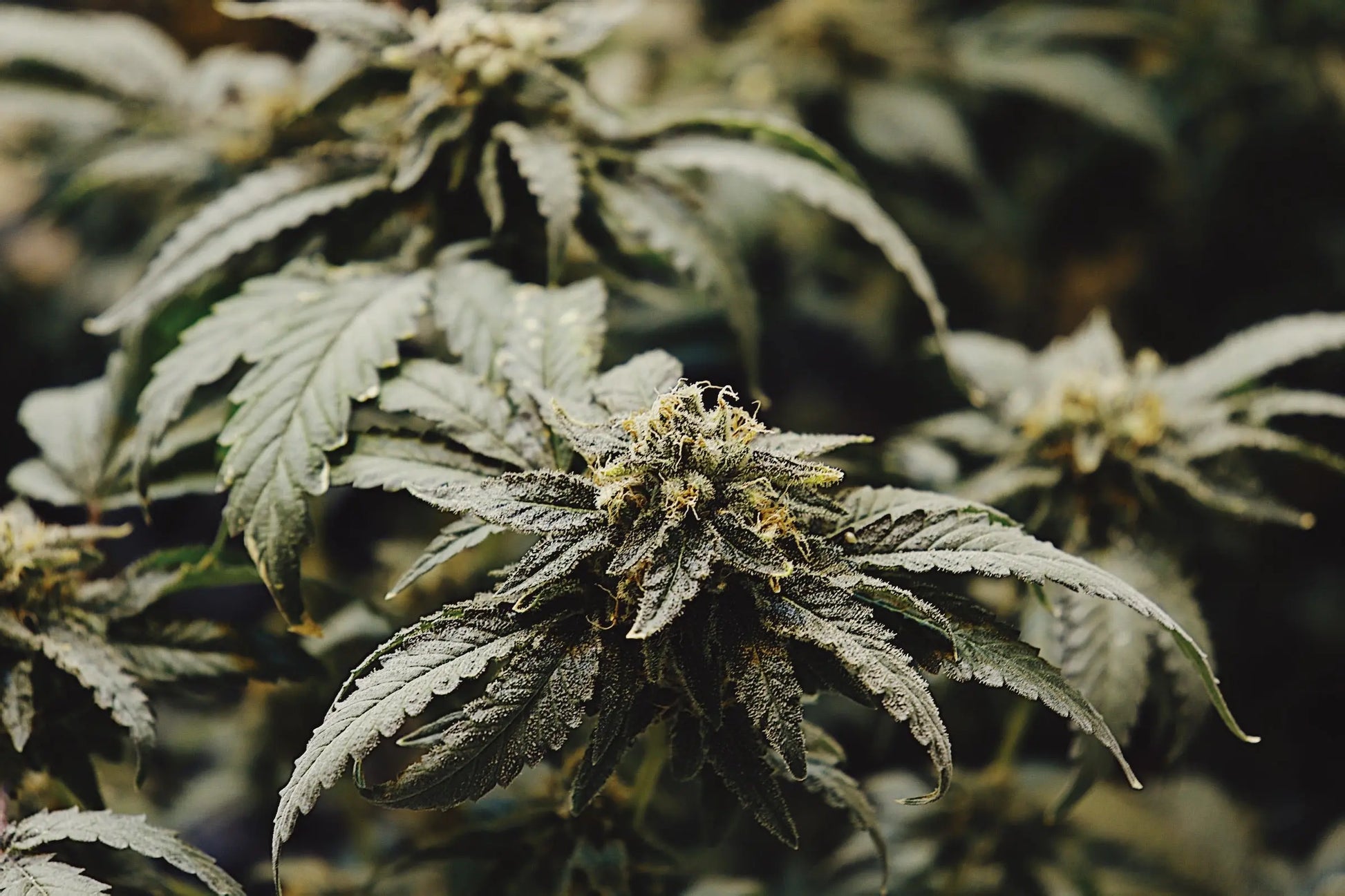 Orange Glaze Feminized CBD Hemp Seeds The Botanical Joint