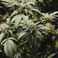 Orange Glaze Feminized CBD Hemp Seeds The Botanical Joint