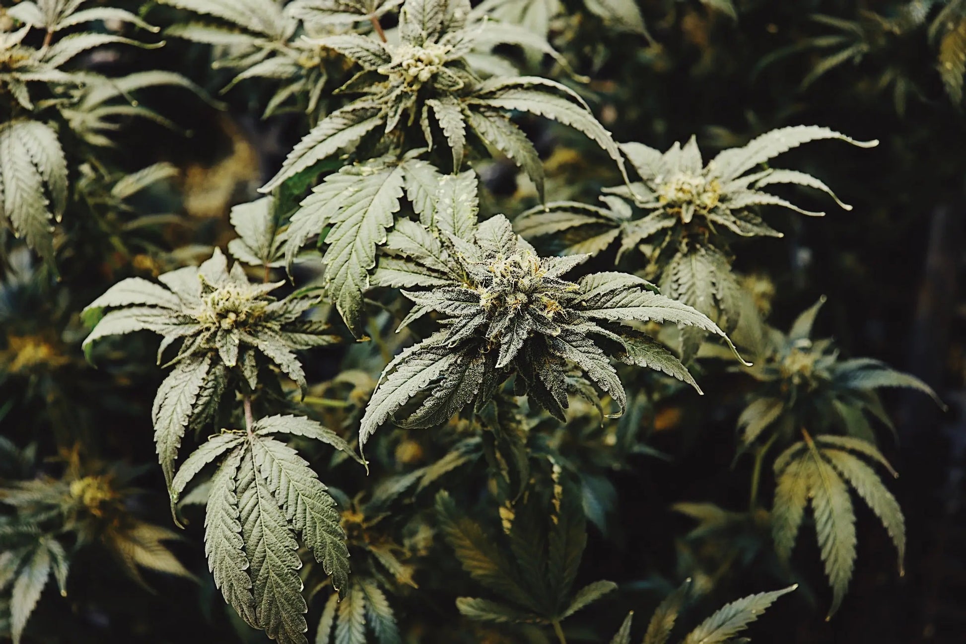 Orange Glaze Feminized CBD Hemp Seeds The Botanical Joint