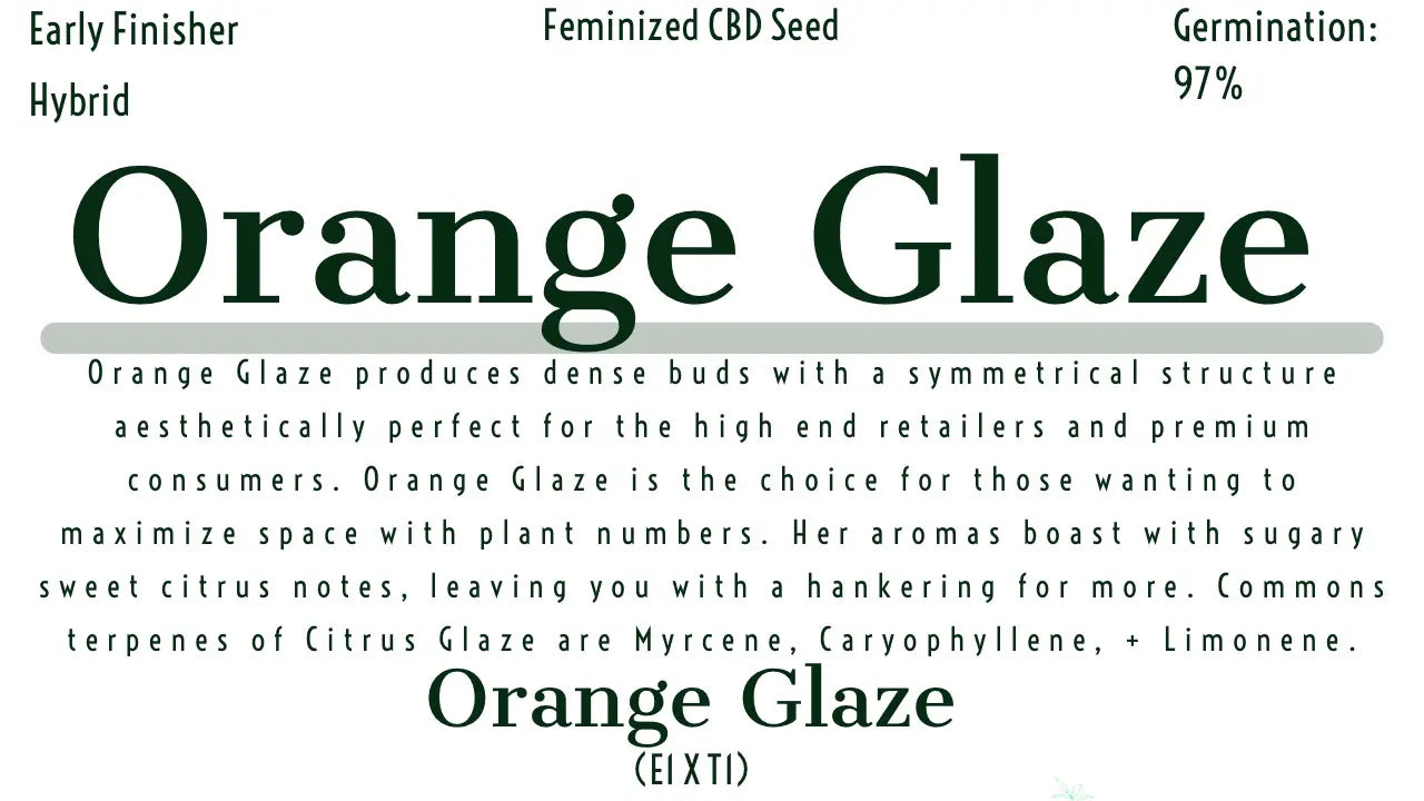 Orange Glaze Feminized CBD Hemp Seeds The Botanical Joint