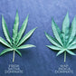 PRESSED HEMP LEAVES The Botanical Joint