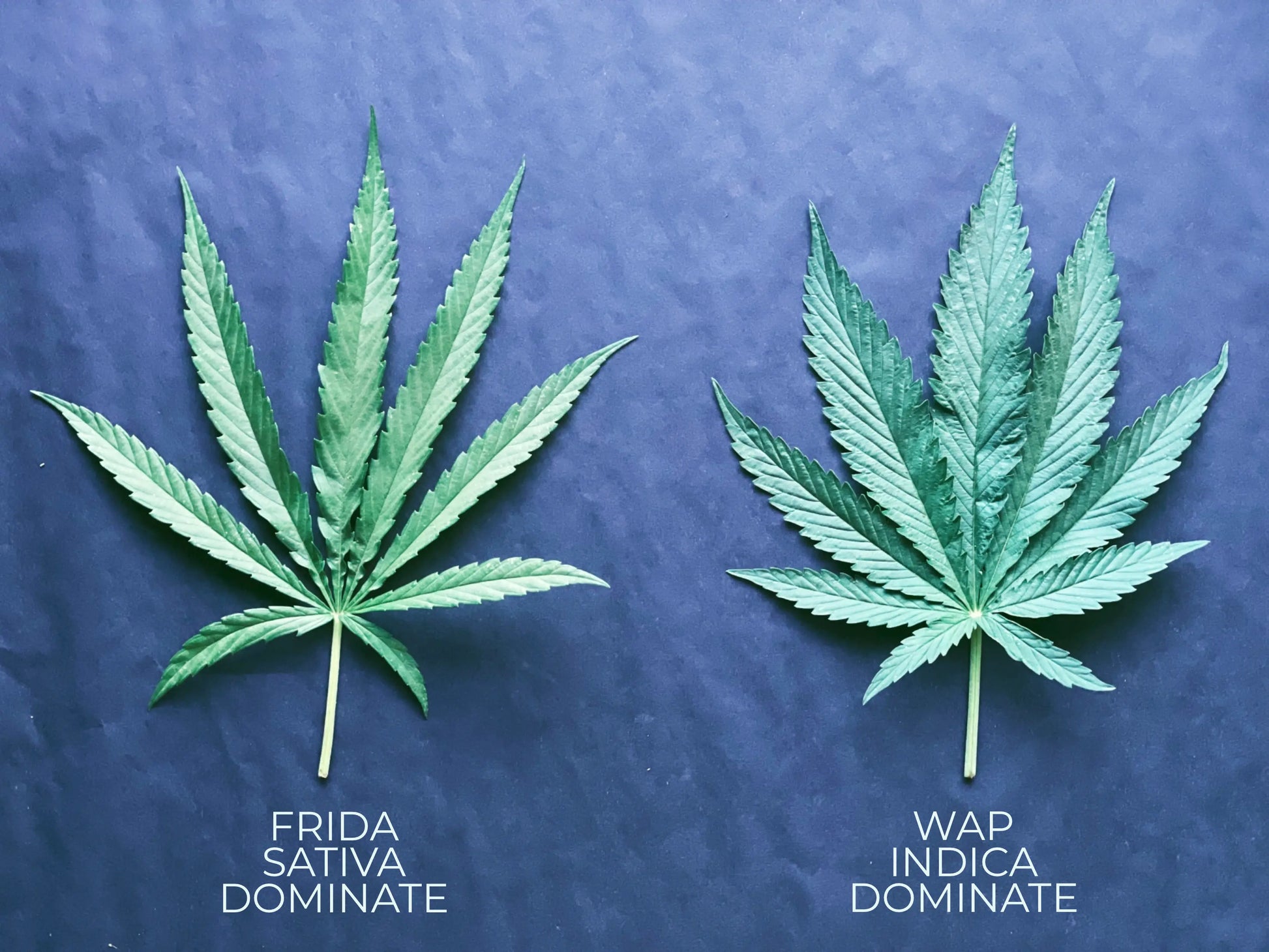 PRESSED HEMP LEAVES The Botanical Joint