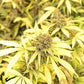 Pacific Cooler Feminized CBD Hemp Seeds [20 Pack] The Botanical Joint