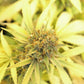Pacific Cooler Feminized CBD Hemp Seeds [20 Pack] The Botanical Joint