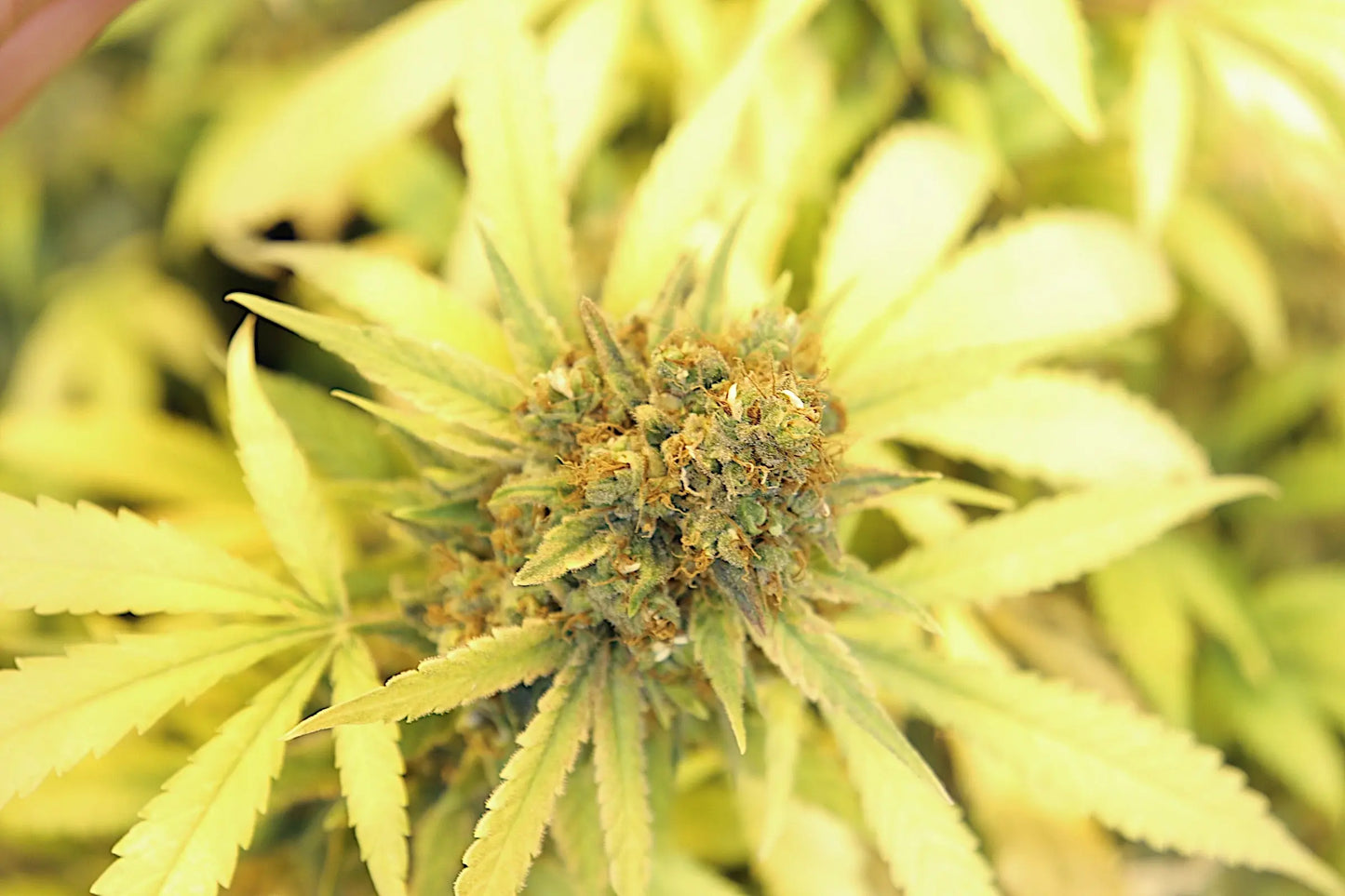 Pacific Cooler Feminized CBD Hemp Seeds [20 Pack] The Botanical Joint