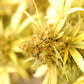 Pacific Cooler Feminized CBD Hemp Seeds [20 Pack] The Botanical Joint