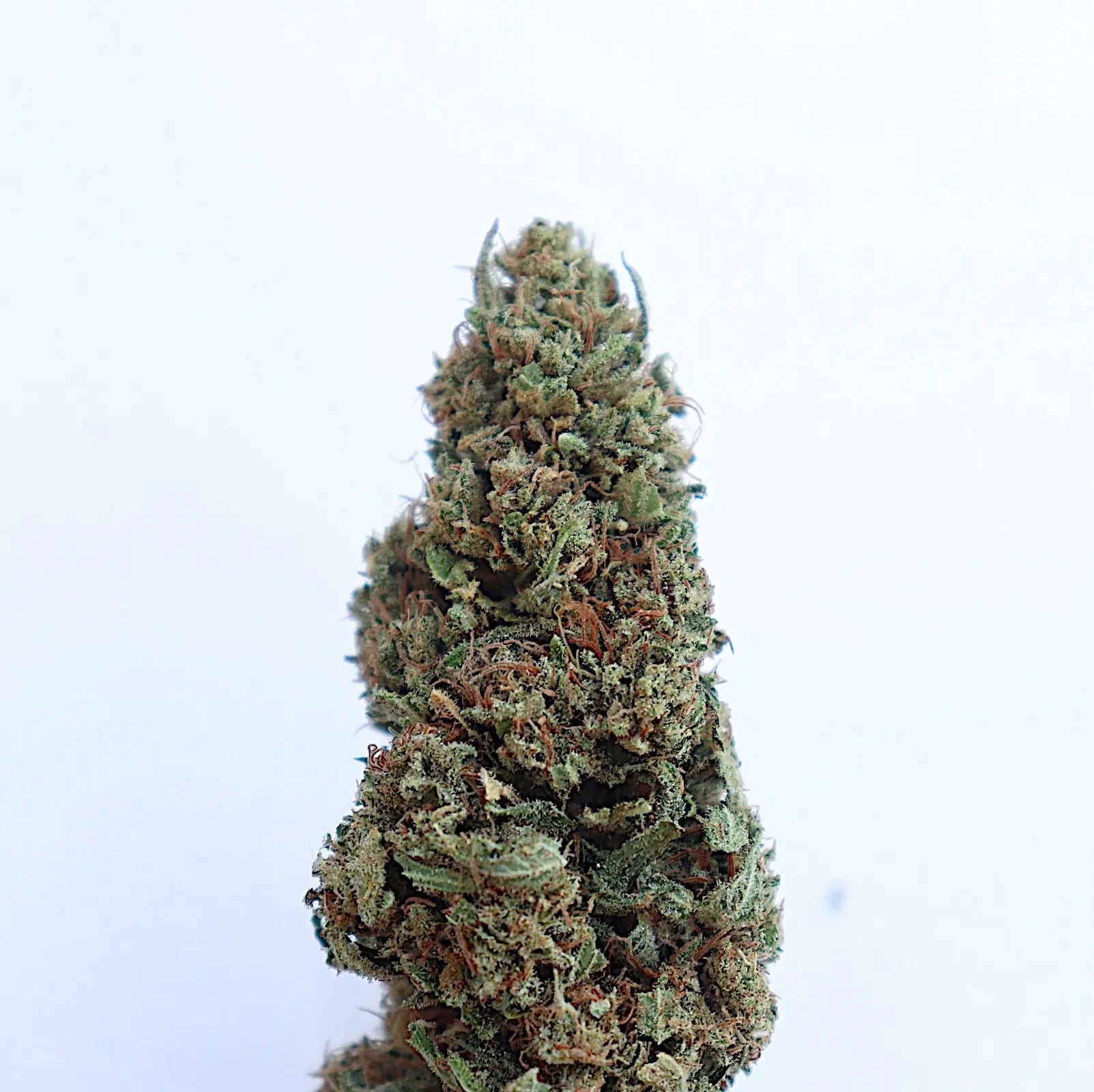Ranchera Tingz Feminized CBD Hemp Seeds The Botanical Joint