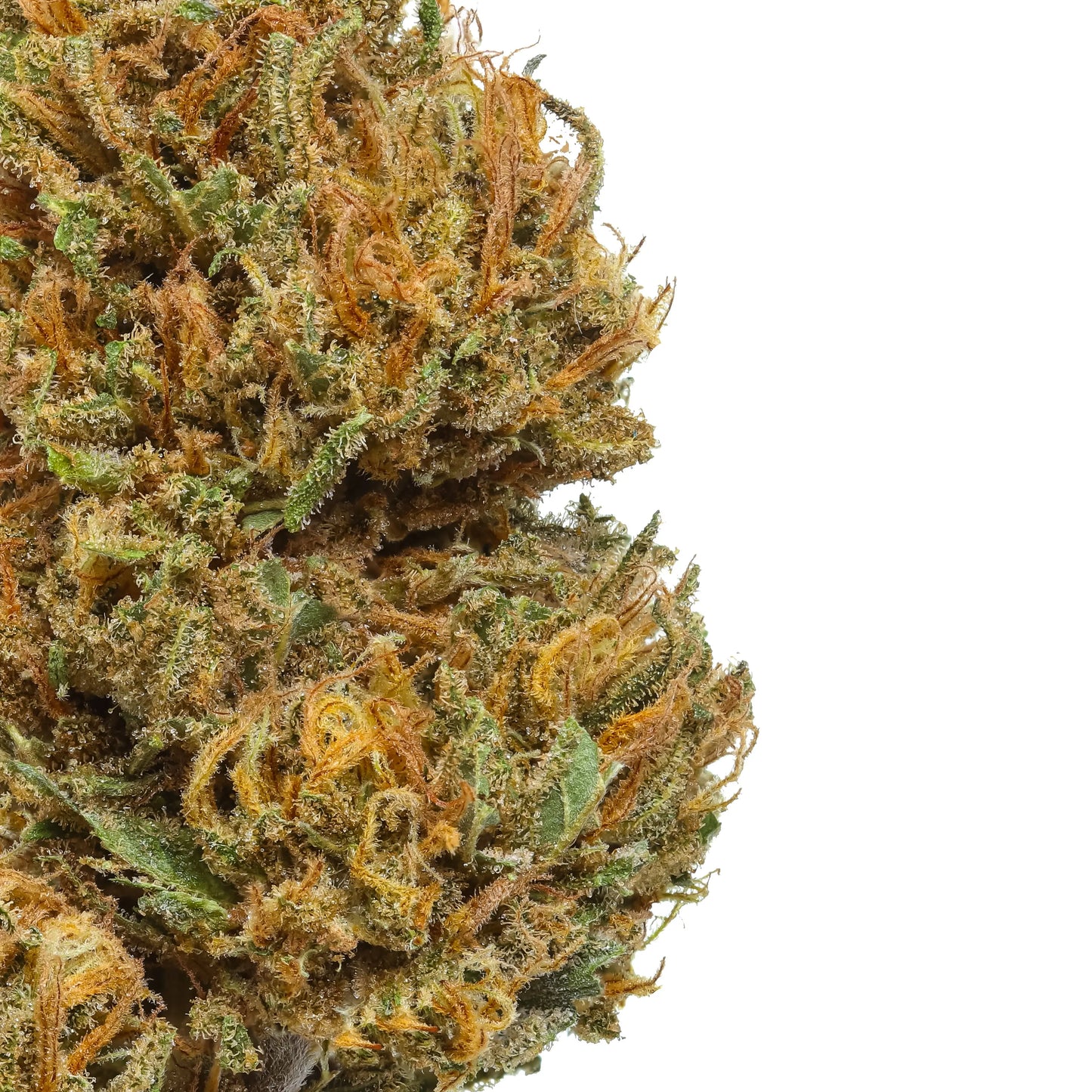 Sancho CBD Flower 16.73% Hemp Coalition Worldwide