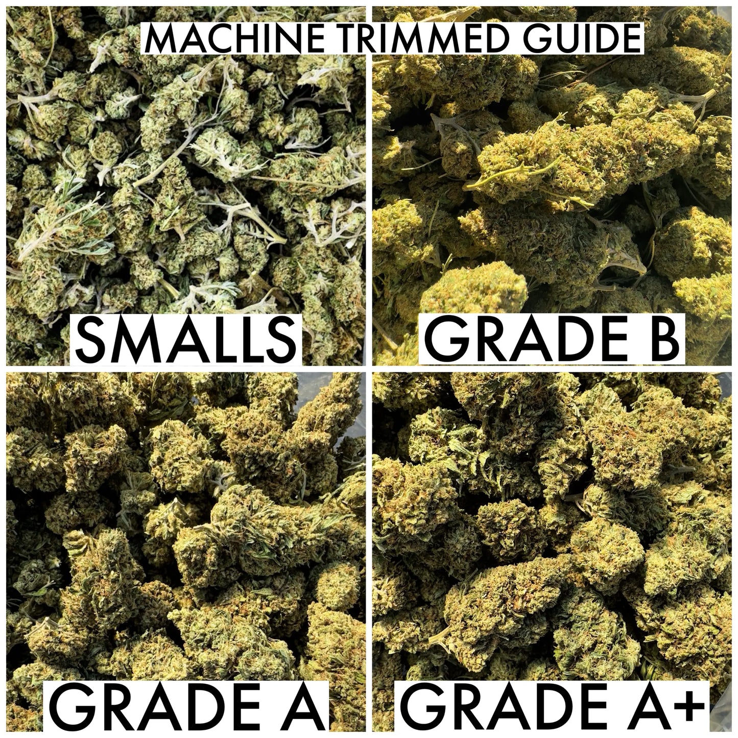 Sazon CBD Flower 14.71% CBD Hemp Coalition Worldwide