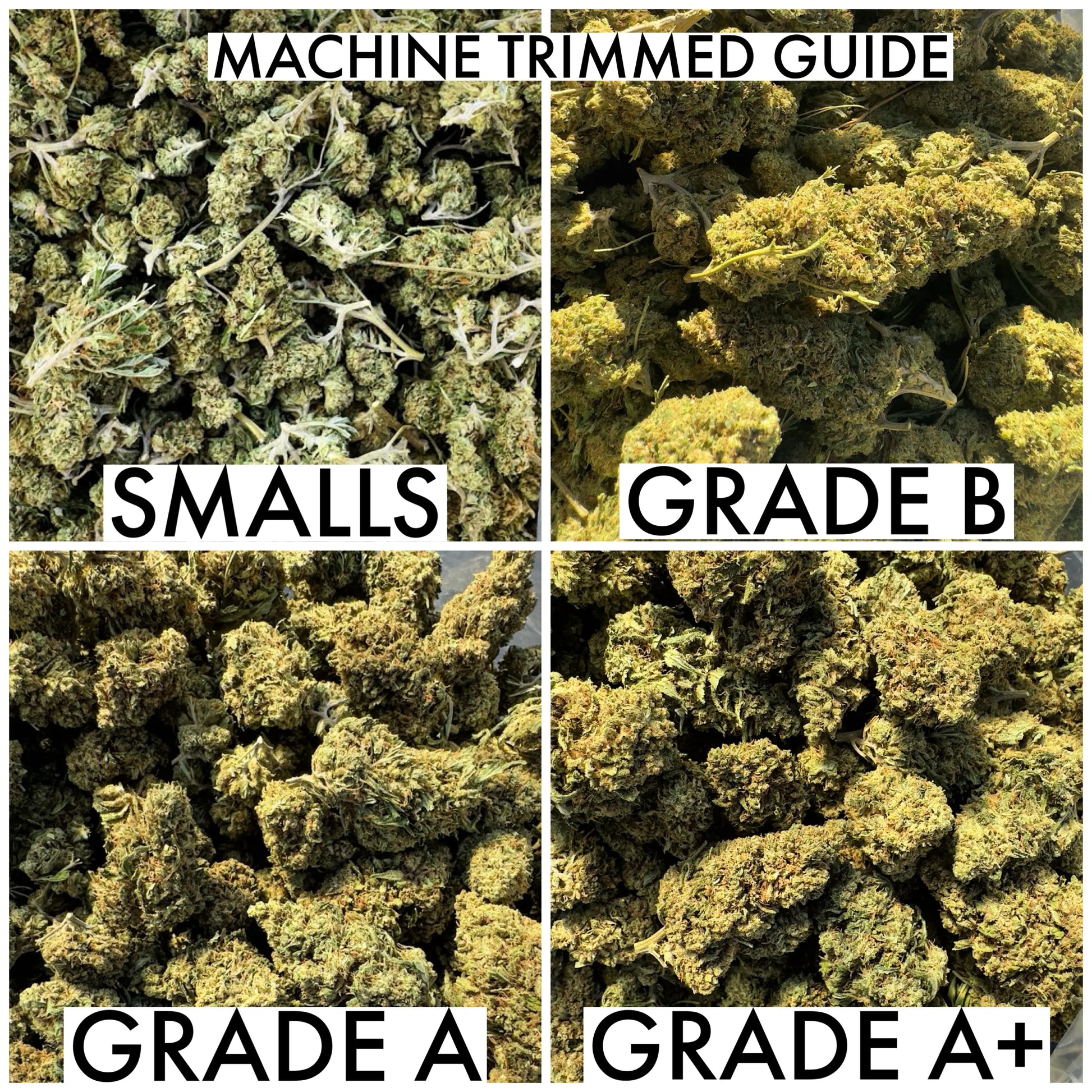 Sazon CBD Flower 14.71% CBD Hemp Coalition Worldwide