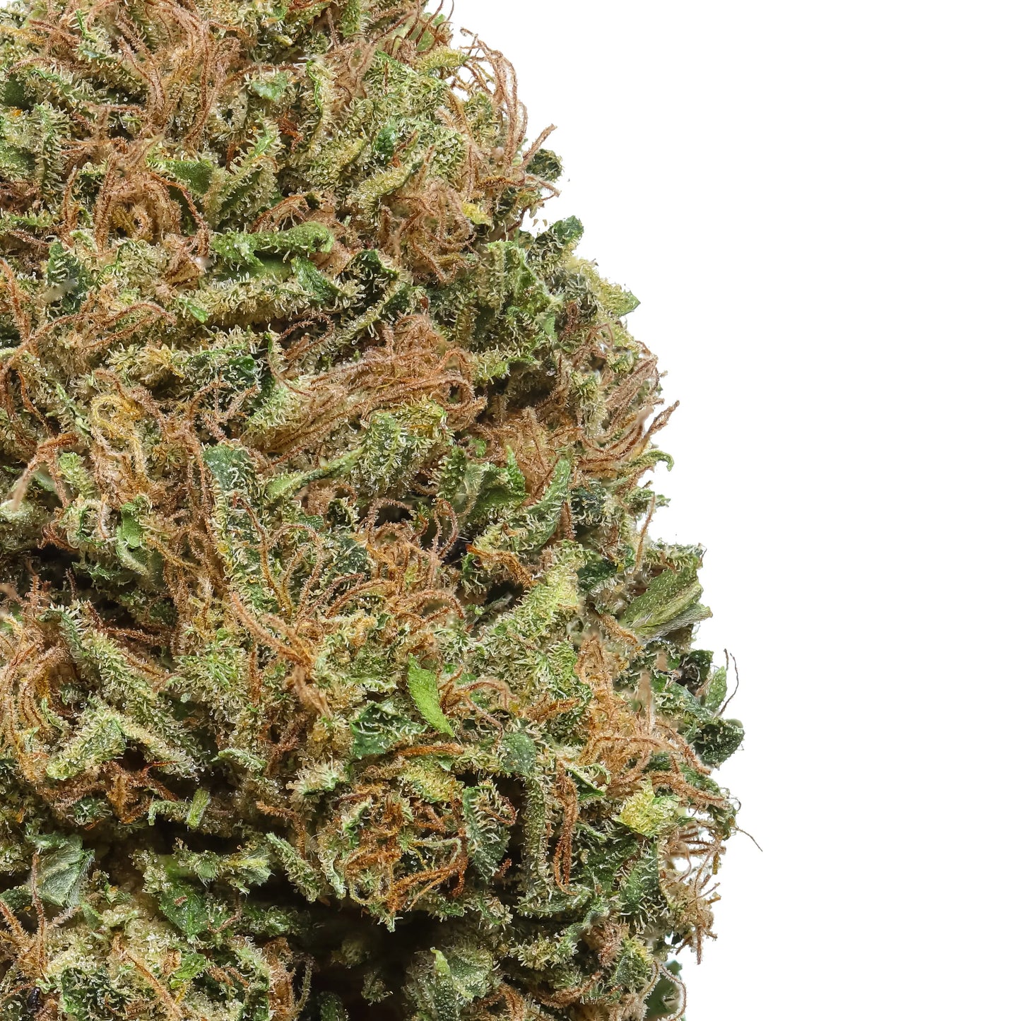 Sazon CBD Flower 14.71% CBD Hemp Coalition Worldwide