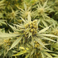 Space Invader Feminized CBD Hemp Seeds The Botanical Joint