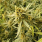 Space Invader Feminized CBD Hemp Seeds The Botanical Joint