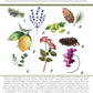 Two Part Printed Poster: Cannabis Terpenes+Terpene Effects The Botanical Joint