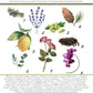 Two Part Printed Poster: Cannabis Terpenes+Terpene Effects The Botanical Joint